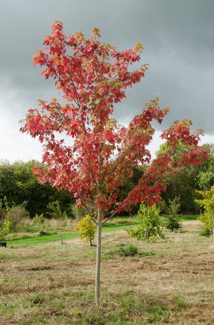 Acer x freemanii 