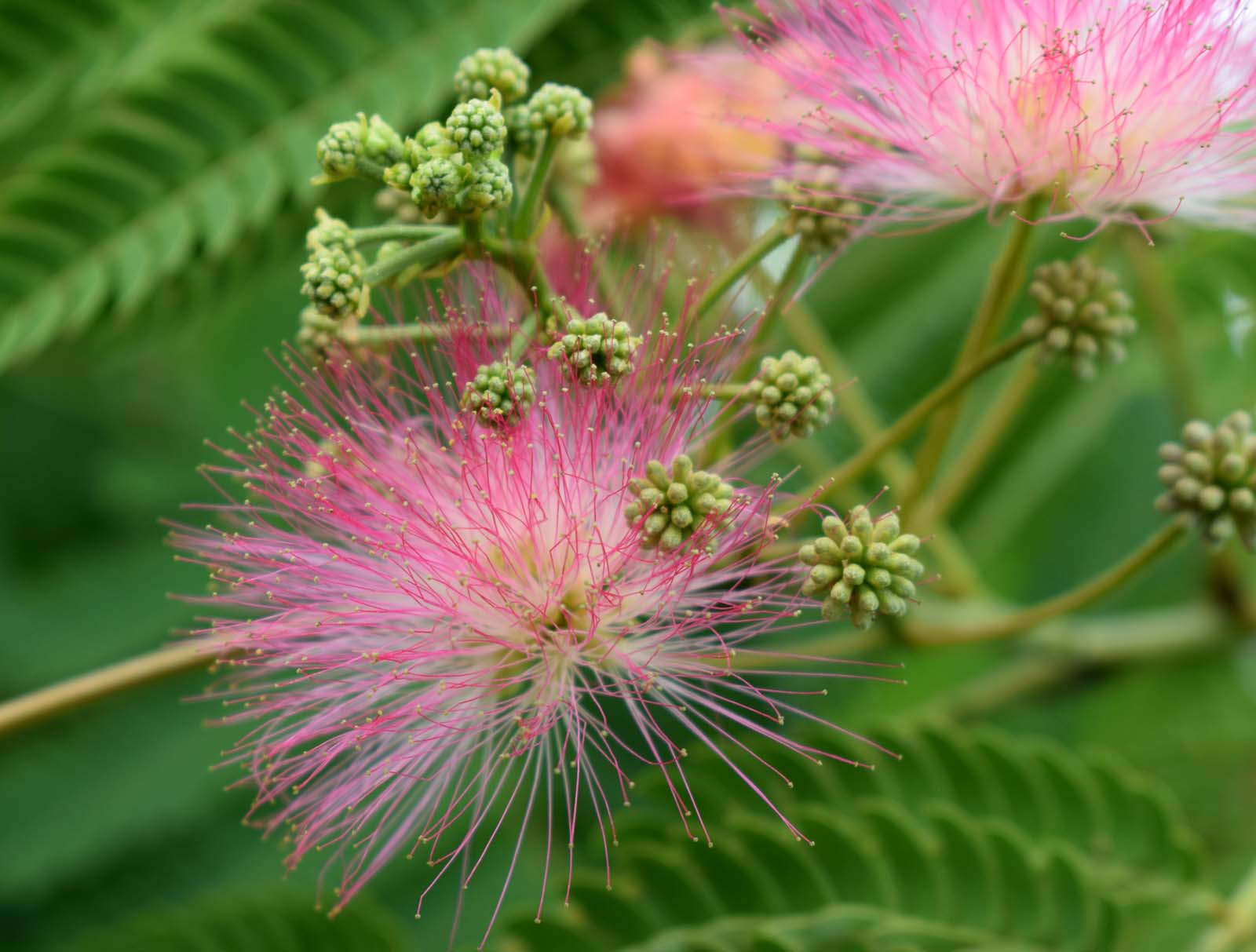 Albizia julibrissin 'Evys Pride' | Persian Silk Tree | Ornamental