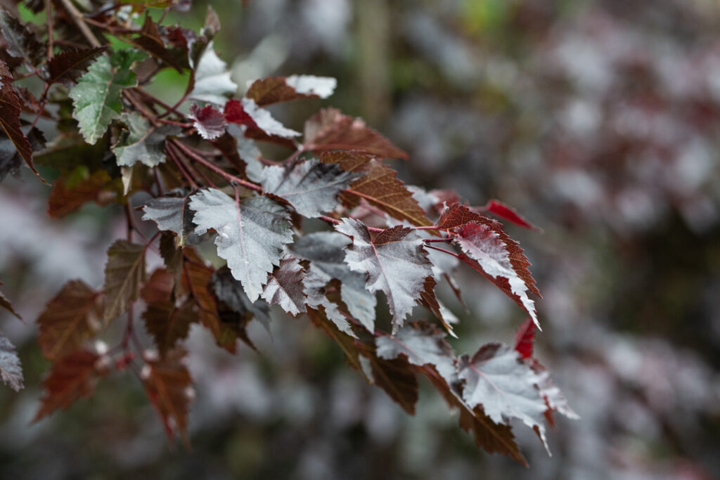 Betula Pendula Royal Frost Frank P Matthews Betula Pendula Royal Frost Frank P Matthews