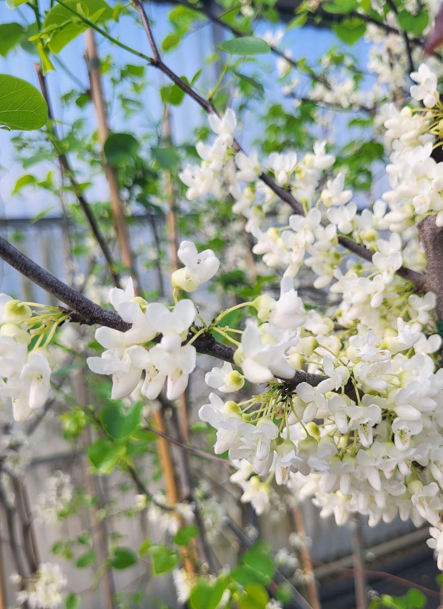 Cercis canadensis var. texensis 'Texas White'