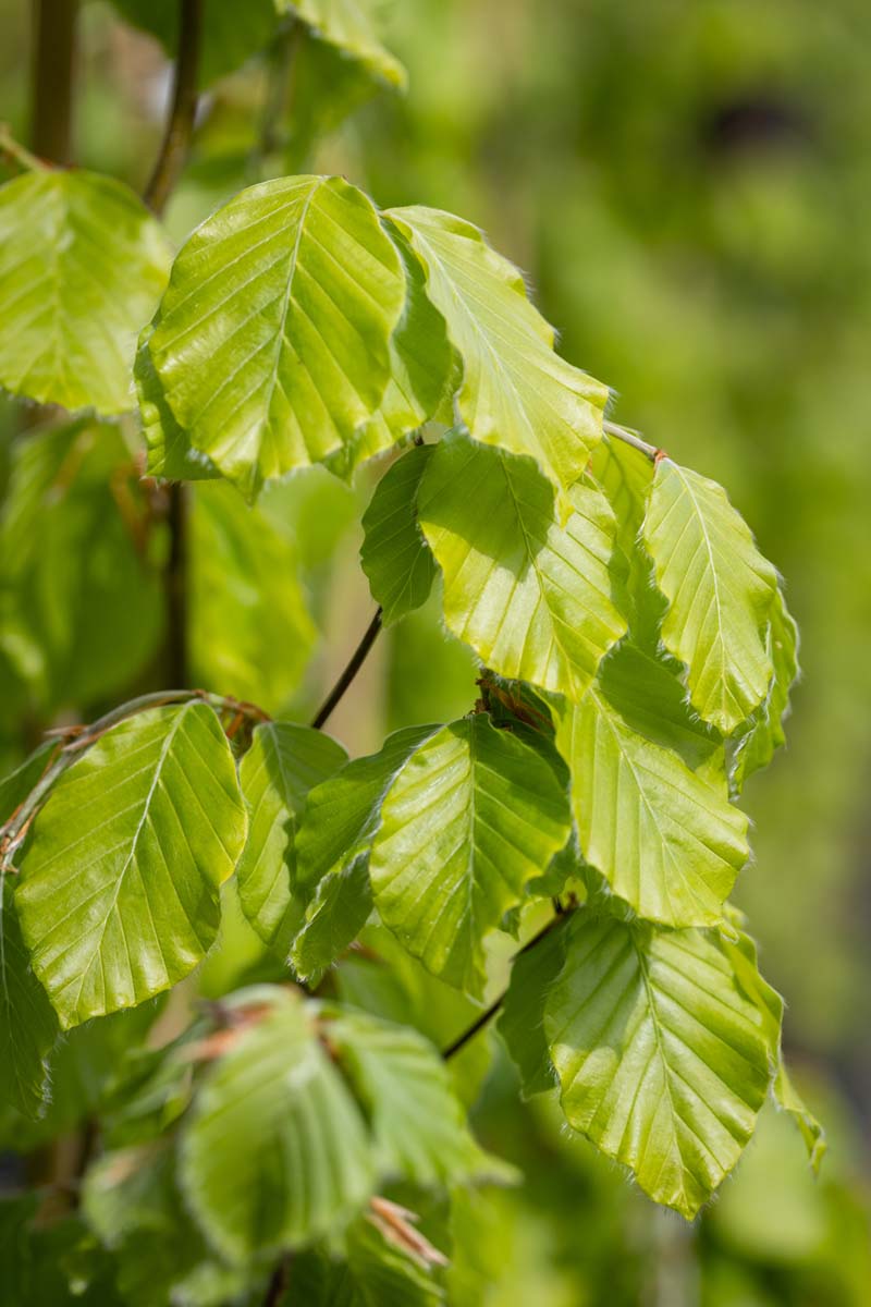 Fagus sylvatica var. heterophylla 'Asplenifolia' | Fern Leaf Beech | Frank  P Matthews