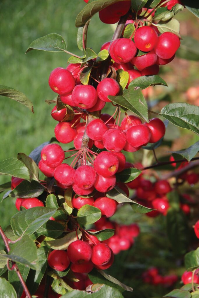 Malus x robusta 'Red Sentinel' | Frank P Matthews