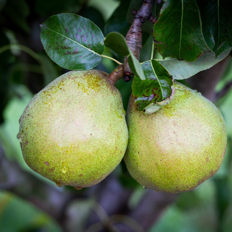 Doyenne du Comice Pears - Fresh Culinair