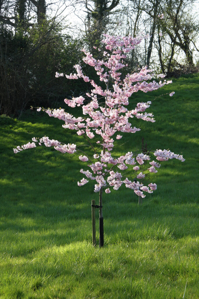 Prunus Accolade Frank P Matthews