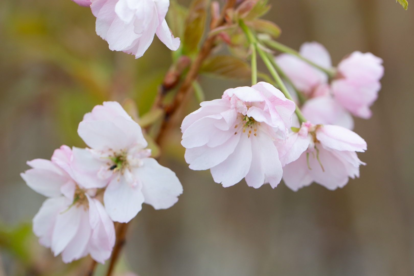 Prunus 'Sumaura-fugenzo' Japanese Lantern™' | Frank P Matthews