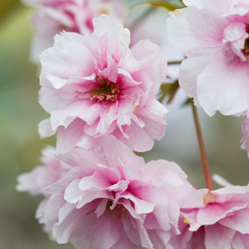 Prunus 'Pink Perfection' (Japanese Flowering Cherry)