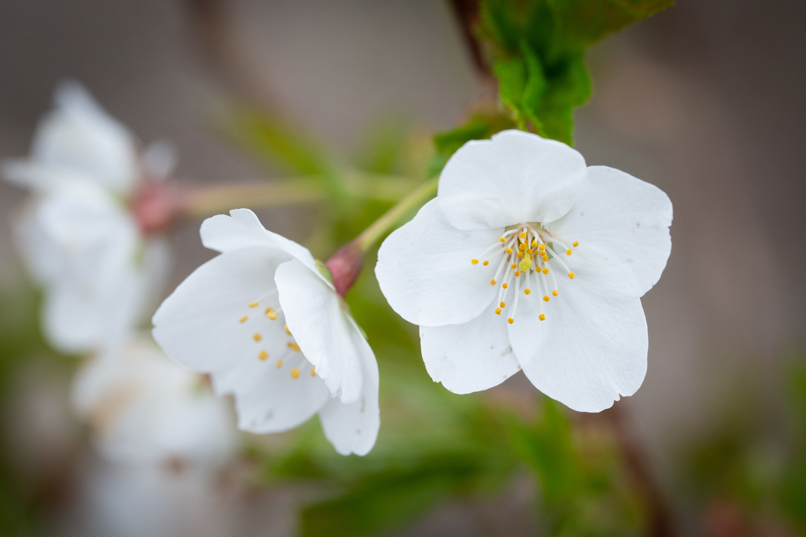 Prunus 'Beni-yutaka' | Flowering Cherry | Ornamental Trees | Frank