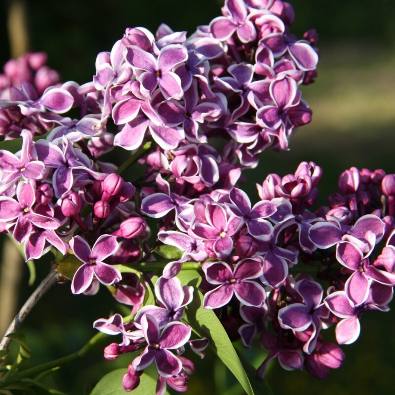 Syringa vulgaris 'Sensation' | Frank P Matthews