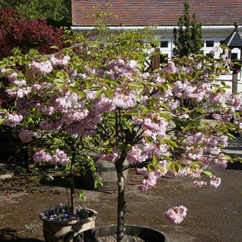 Prunus 'Pink Perfection' (Japanese Flowering Cherry)