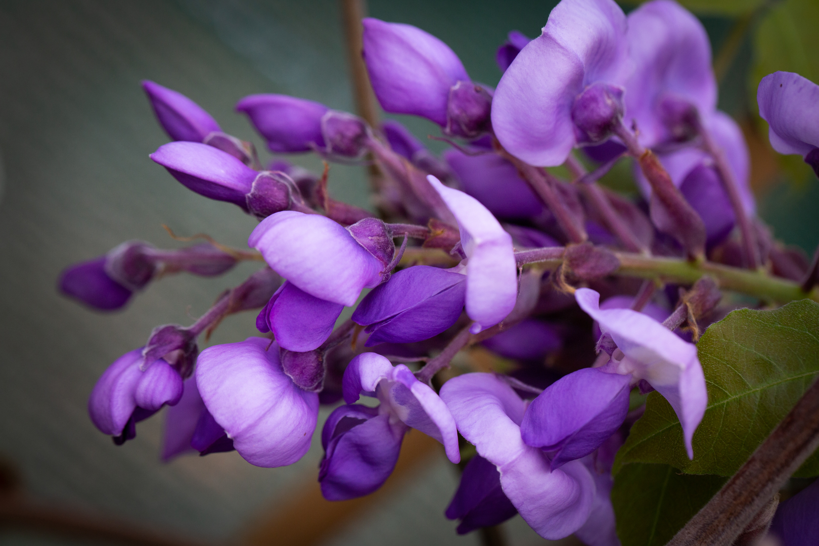 wisteria ikoyama fuji Wisteria floribunda 'Ikoyama Fuji' High Standard 6/8cm Girth — Grasslands  Nursery main image 1