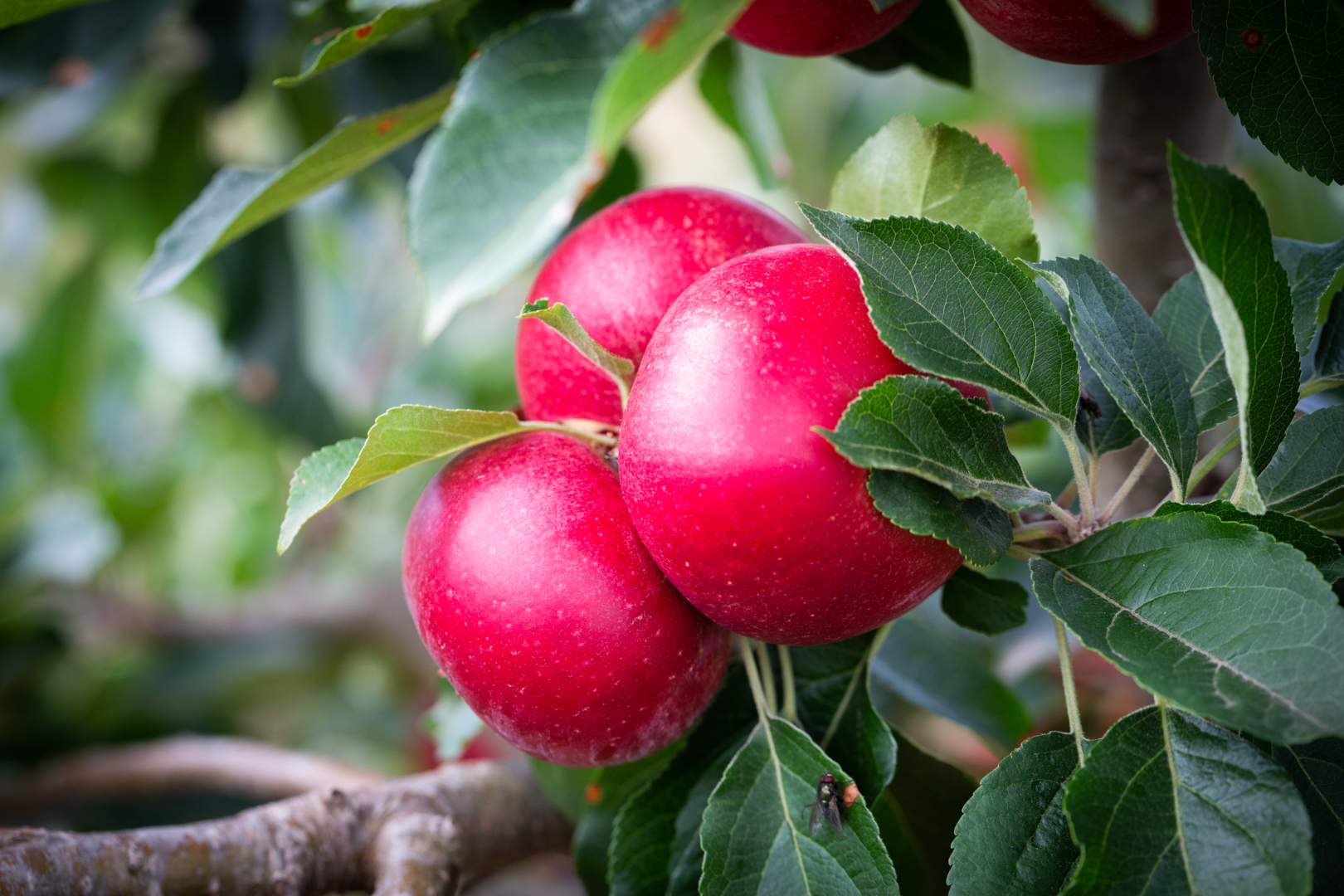 Apistar® Apple | Frank P Matthews Fruit Trees