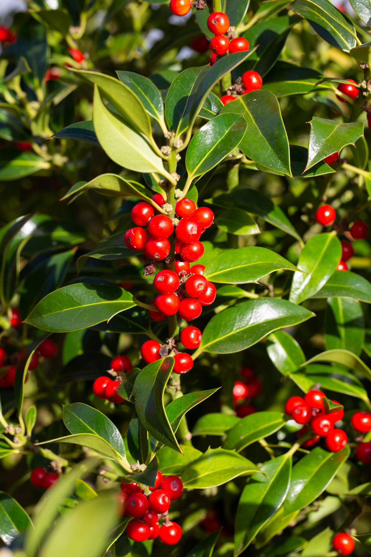 Ilex aquifolium 'Argentea Marginata' | Holly | Ornamental Trees | Frank P  Matthews