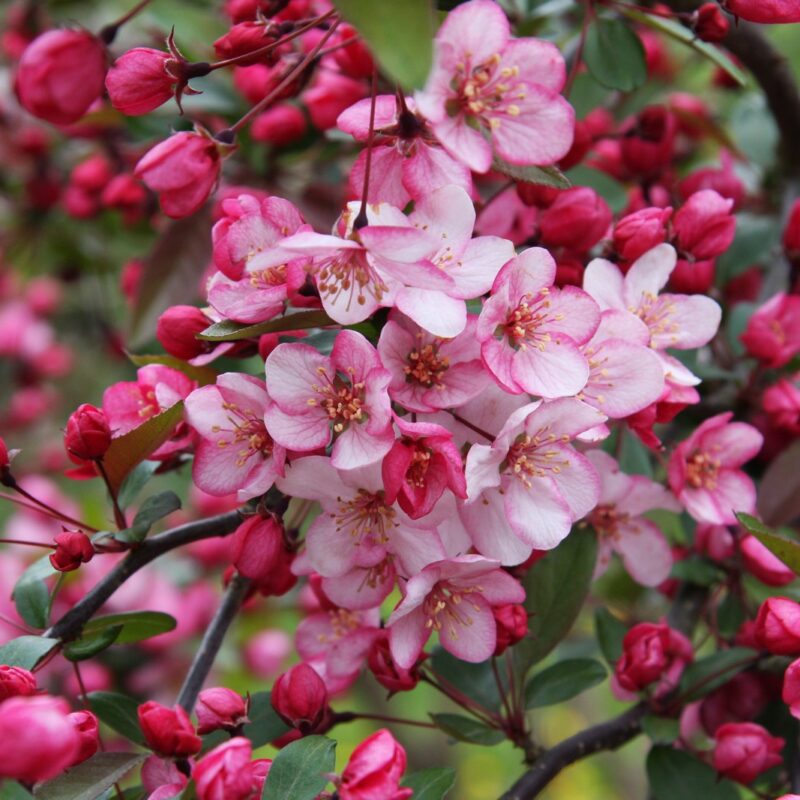 Malus 'Candymint' | Frank P Matthews