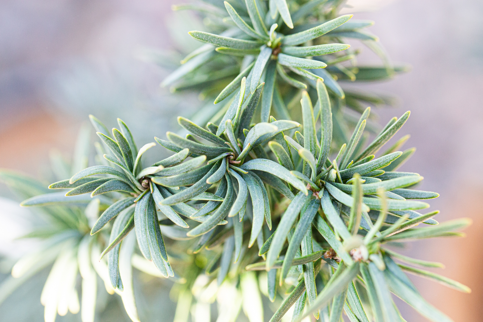 thuja brabant wurzelware Lebensbaum (60 - 80 cm) als kräftige Wurzelware main image 0