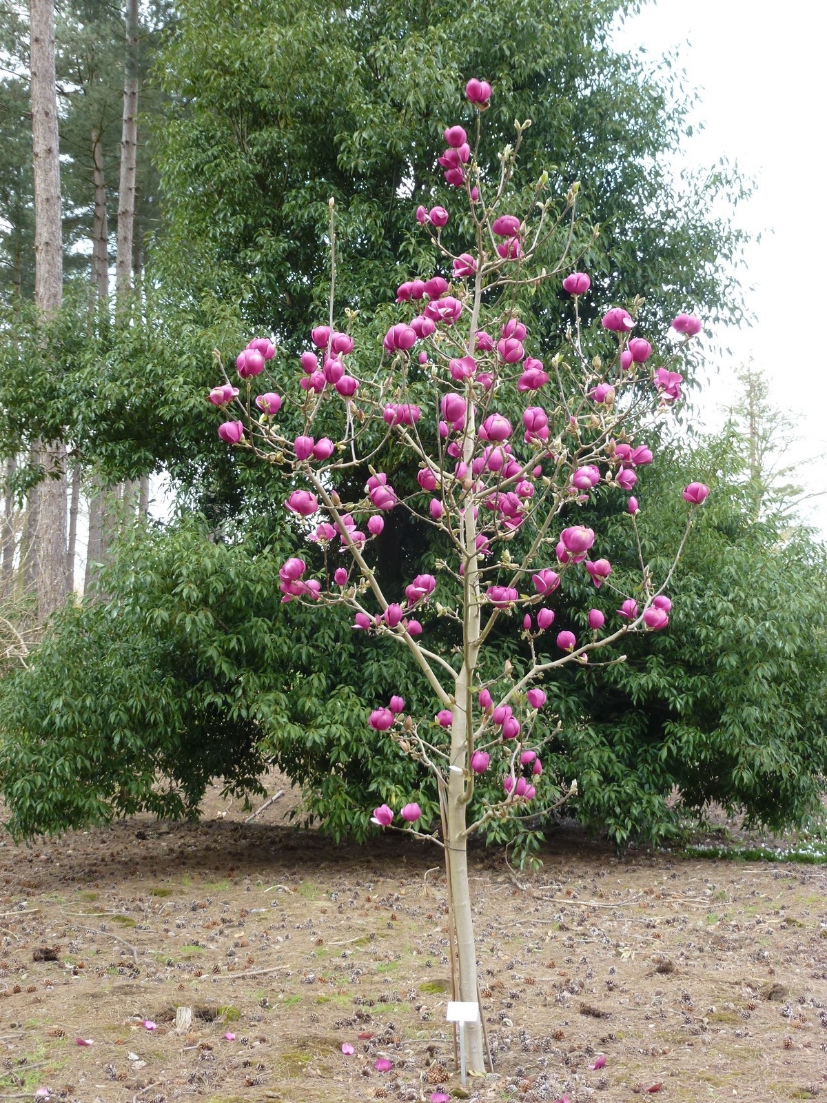 Magnolia 'Black Tulip'® Frank P Matthews