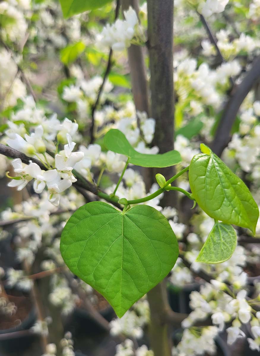 Cercis canadensis 'Vanilla Twist'®