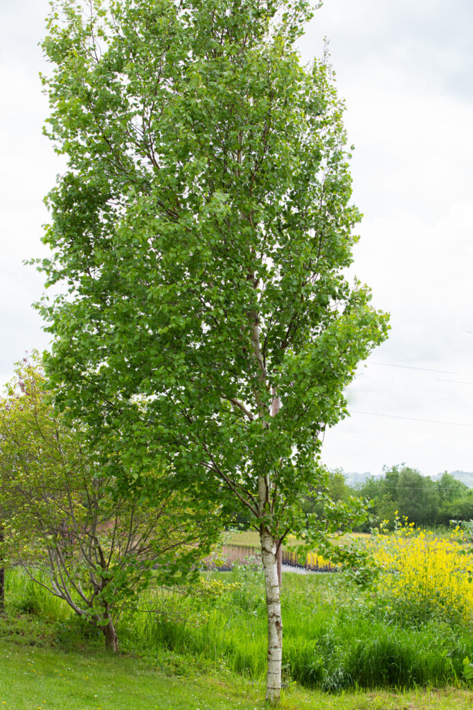 Betula pendula 'Fastigiata Joes'® (JOLEP 1) | Frank P Matthews