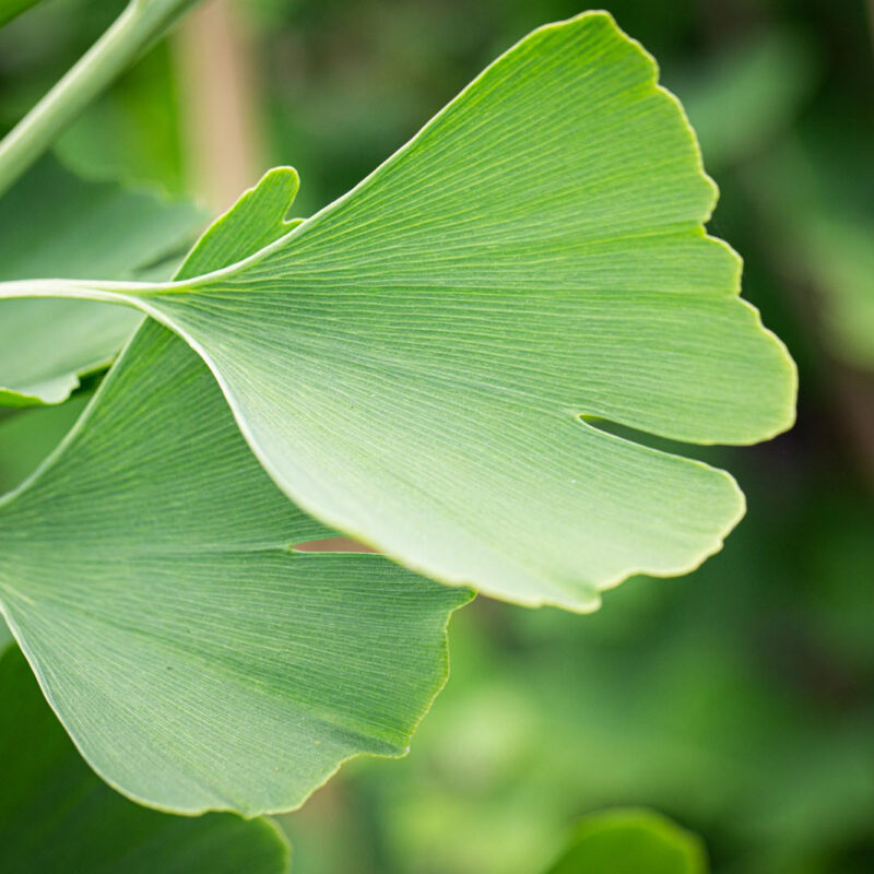 Ginkgo biloba 'Saratoga' Male Ginkgo Tree