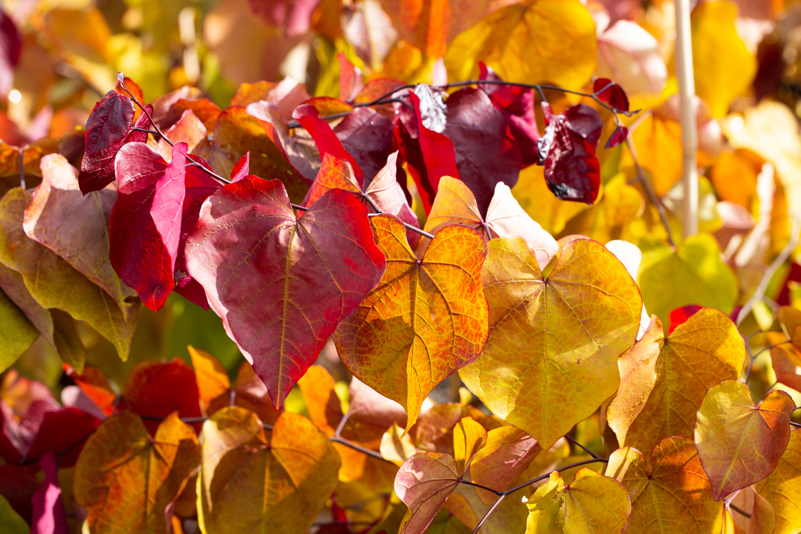 Cercis canadensis 'Eternal Flame'® Frank P Matthews