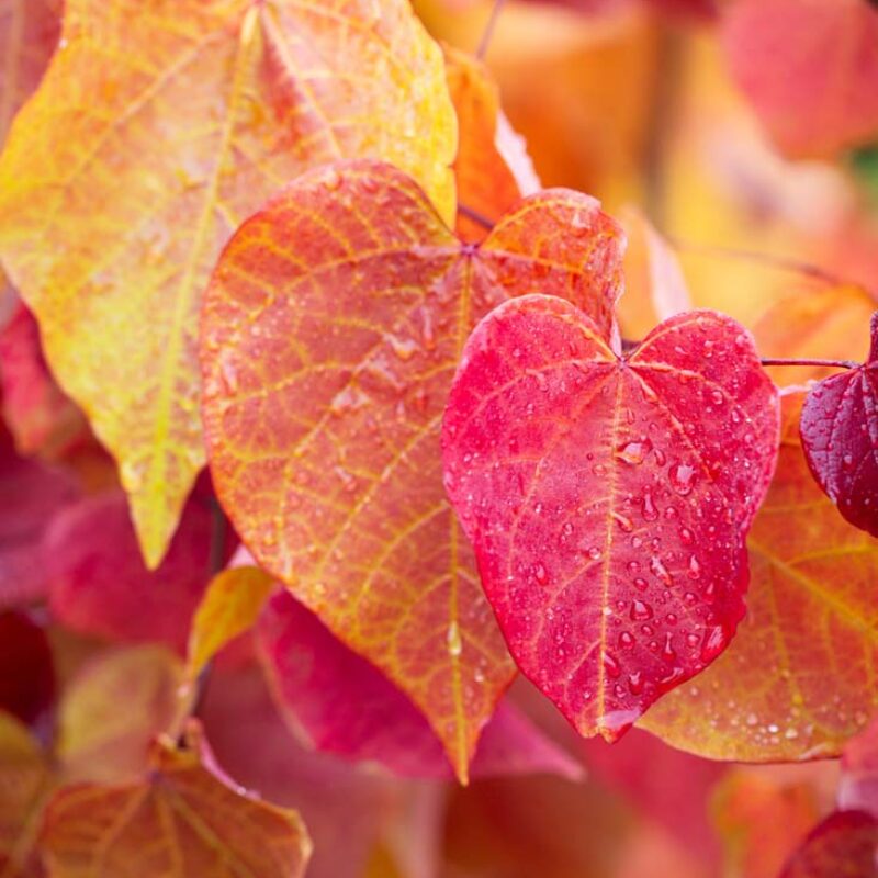 Cercis canadensis 'Eternal Flame'® Frank P Matthews