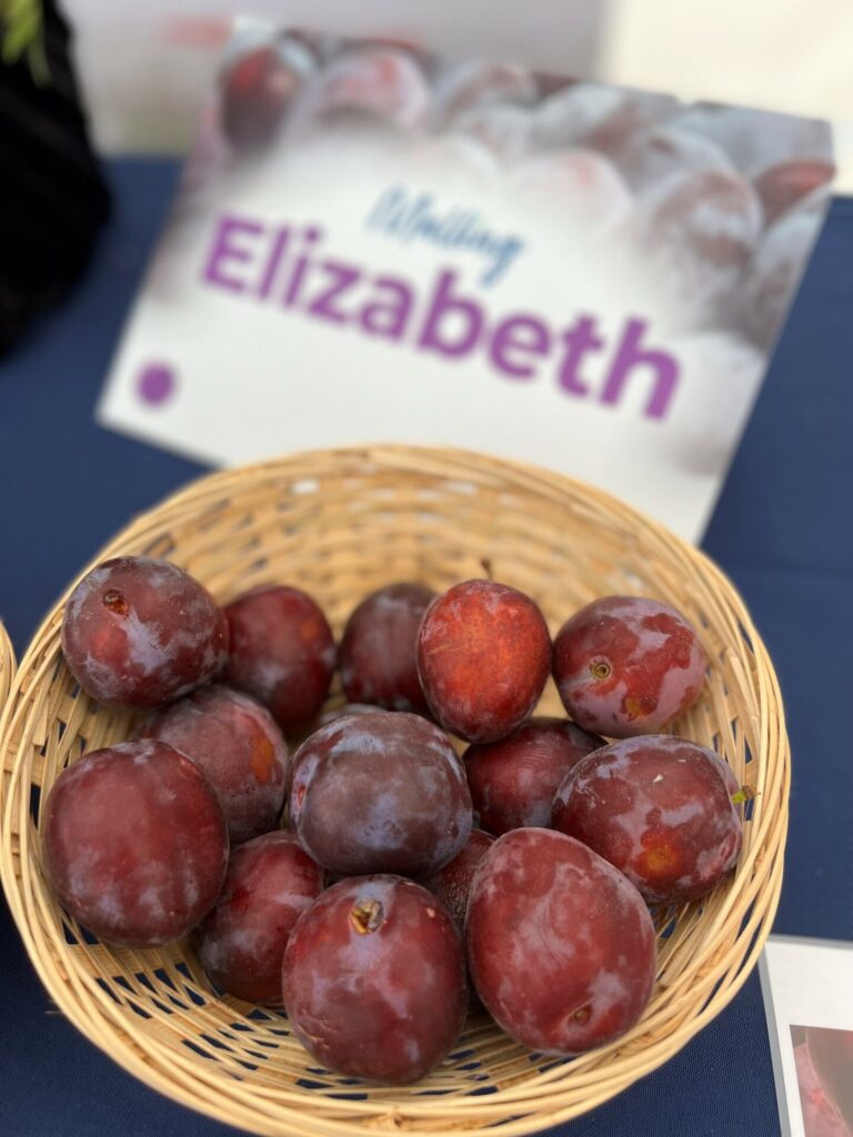 Plum Malling™ Elizabeth®