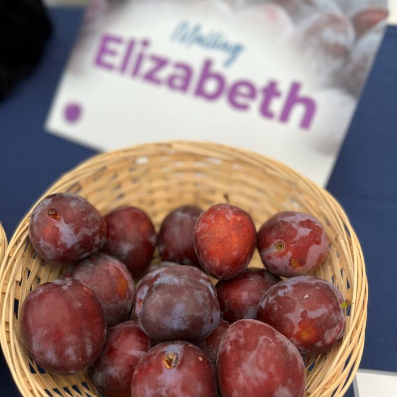 NEW Plum Malling™ Elizabeth® 8