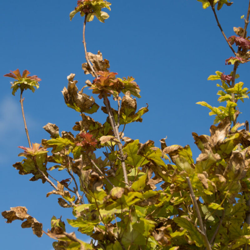 Acer campestre 'William Caldwell' 1