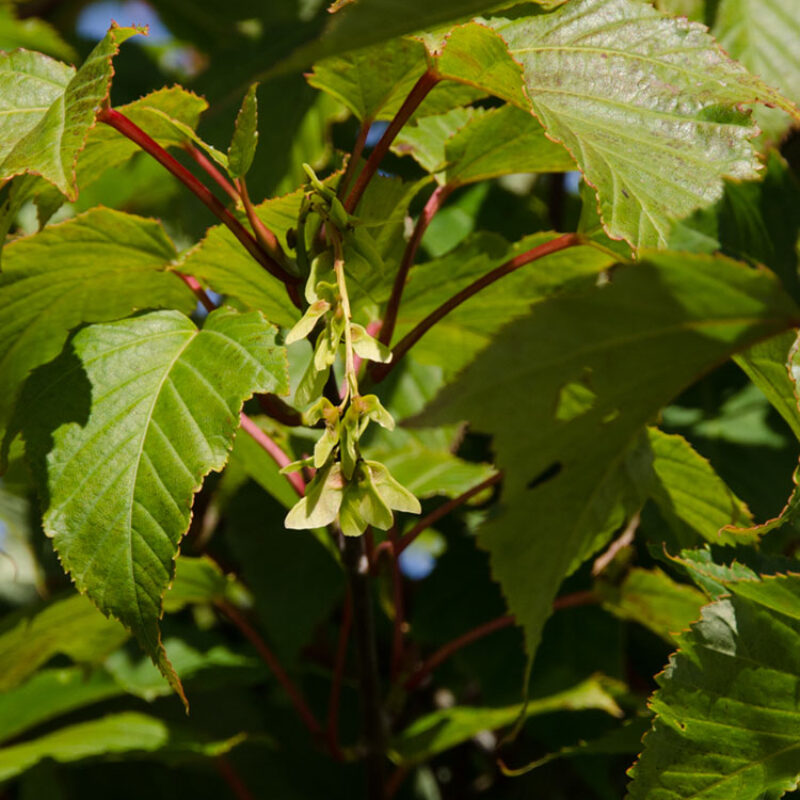 Acer capillipes 1