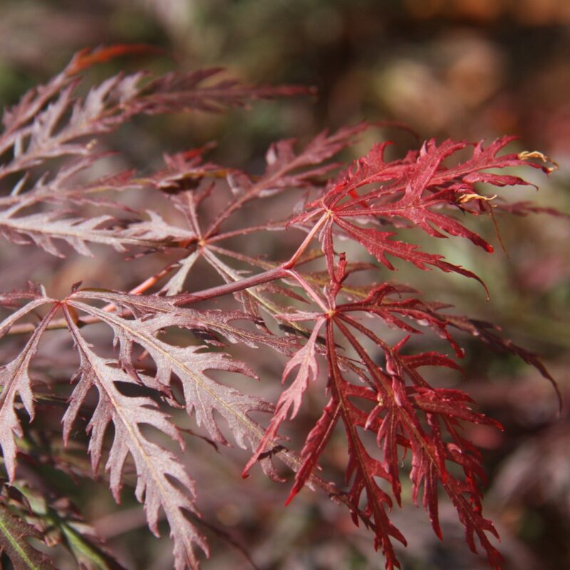 Acer palmatum 'Crimson Queen' 2