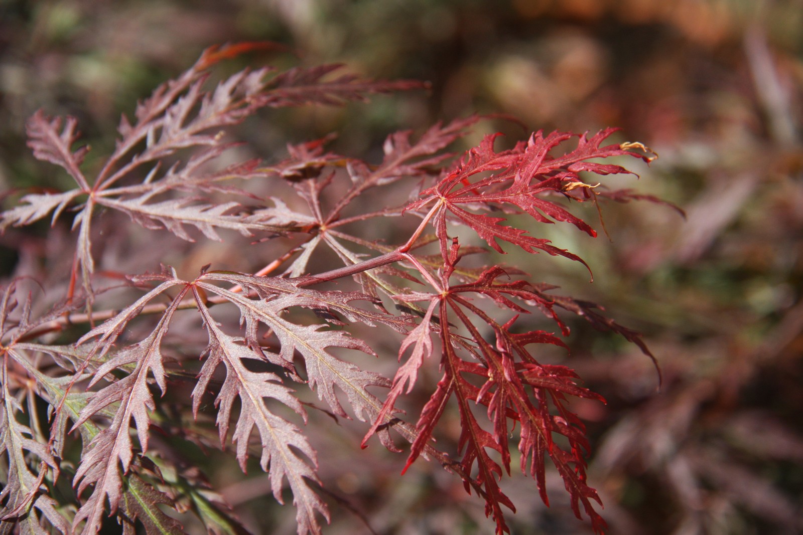 Acer palmatum 'Crimson Queen' | Frank P Matthews
