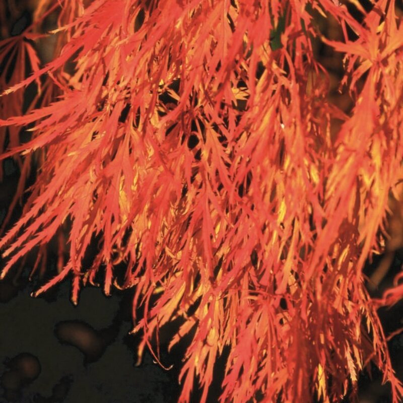 Acer palmatum 'Dissectum' 1