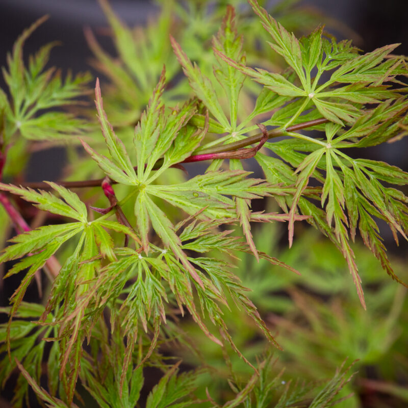 Acer palmatum 'Seiryu' 1