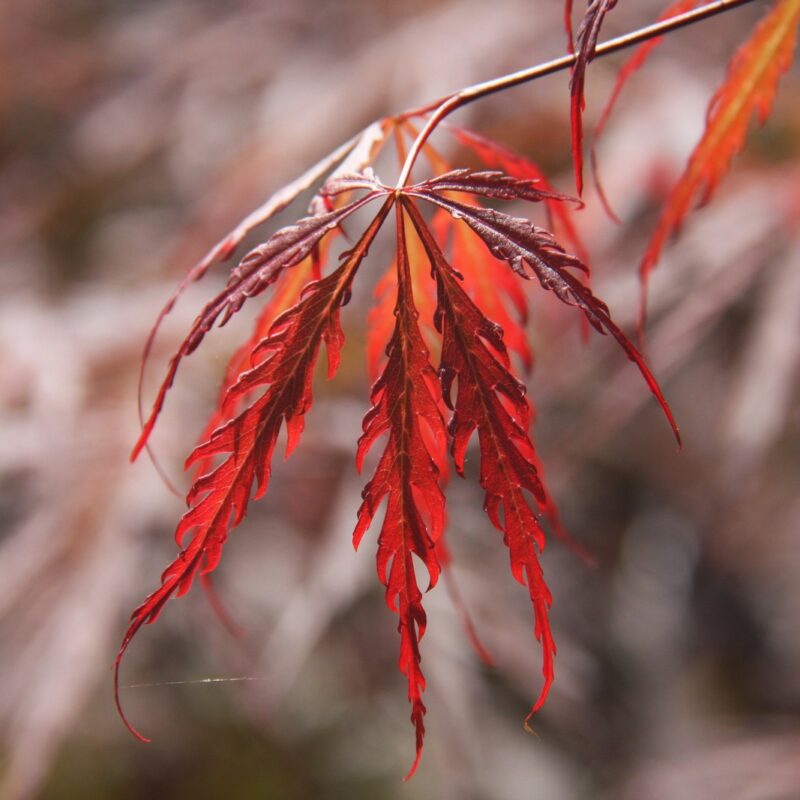 Acer palmatum 'Tamukeyama' 3