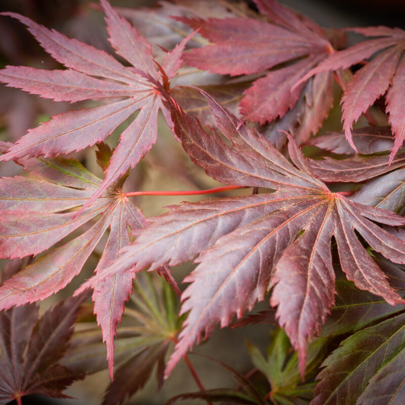 Acer palmatum 'Trompenburg' 2