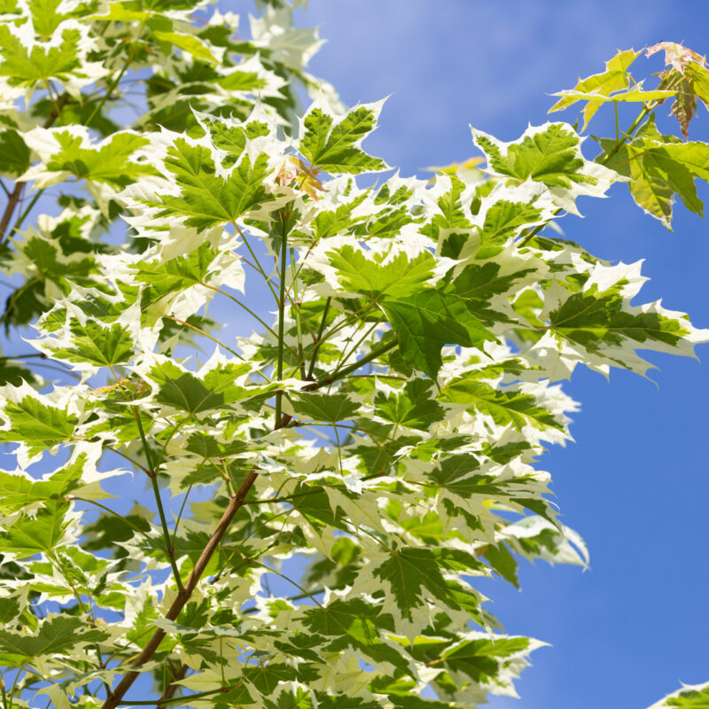 Acer platanoides 'Drummondii' 1