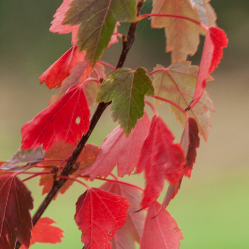 Acer rubrum 'Sun Valley' 1