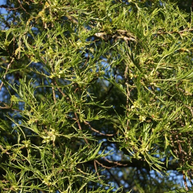 Alnus glutinosa 'Imperialis' 1