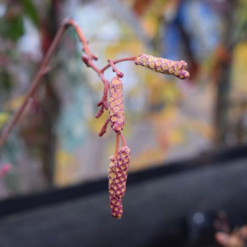 Alnus incana 'Aurea' 1