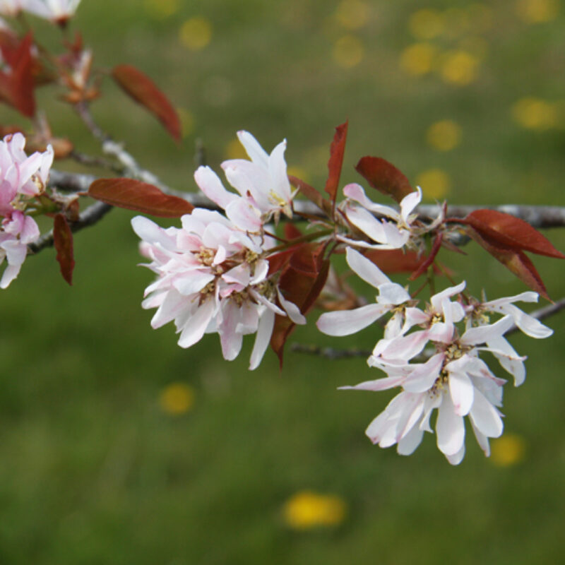 Amelanchier laevis 'R J Hilton' 2