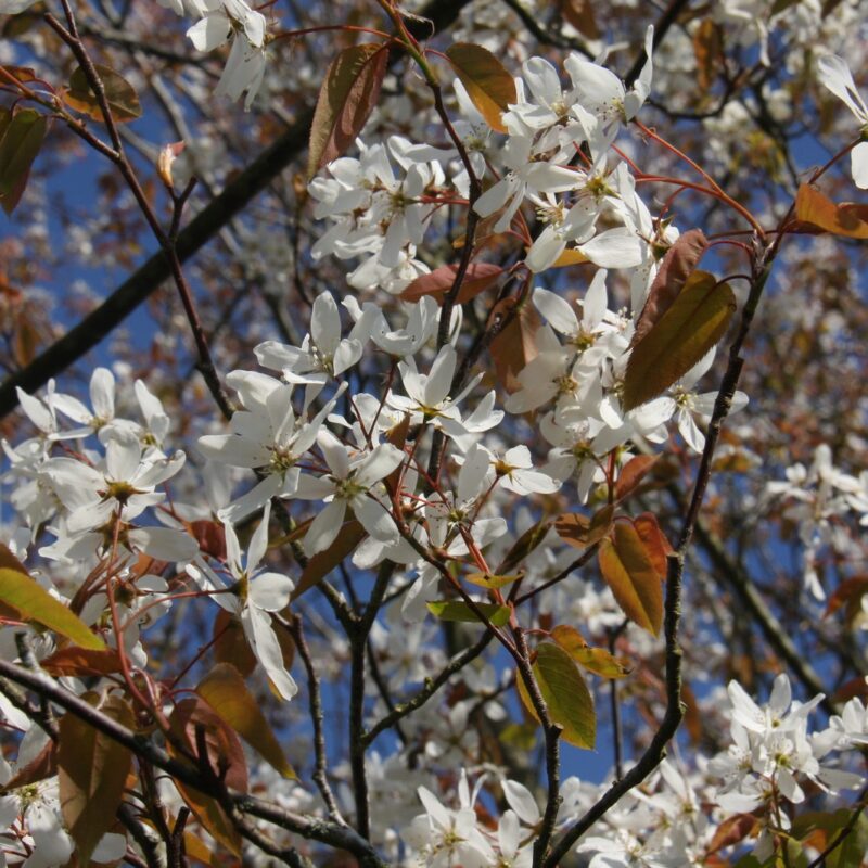 Amelanchier laevis 'Snowflakes' 2