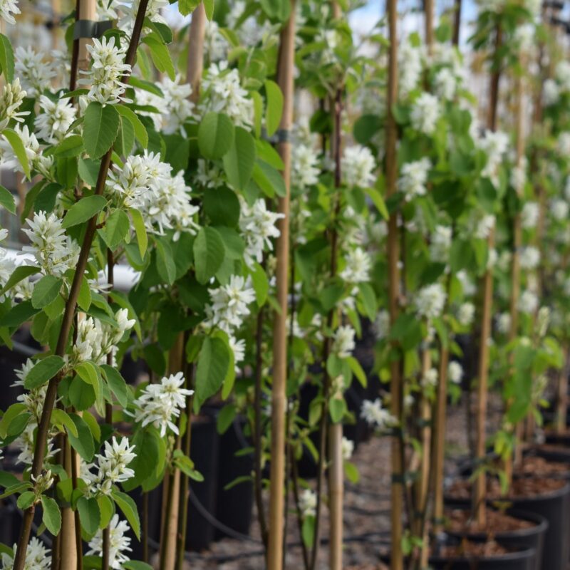 Amelanchier lamarckii 1