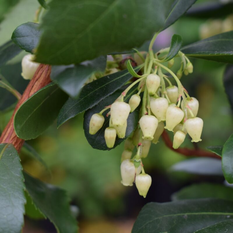 Arbutus unedo 1