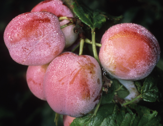 Plums: A Sweet Fruit with a Juicy History