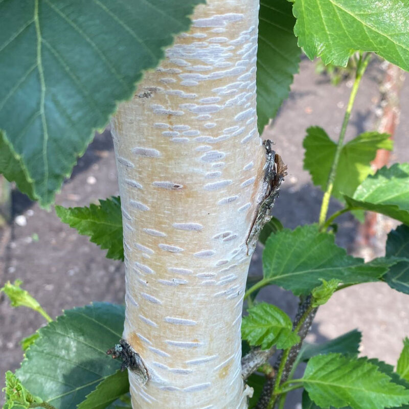 Betula ermanii 'White Chocolate'® (WVO2F2) 1