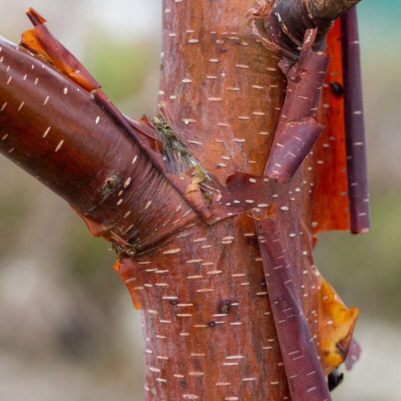 Betula utilis 'Cinnamon'