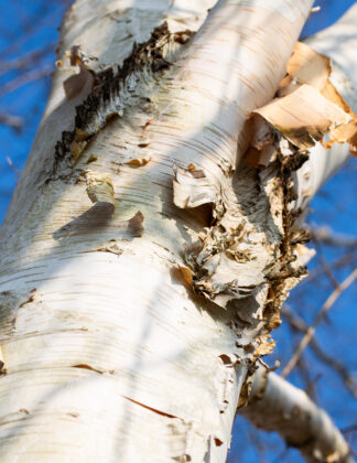 Betula utilis var. jacquemontii 2