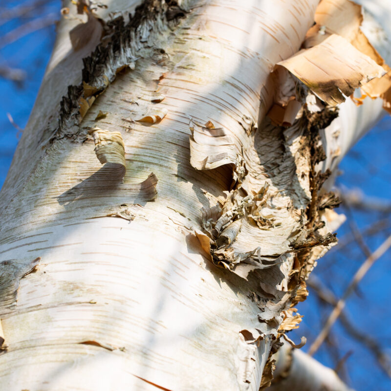 Betula utilis var. jacquemontii 2