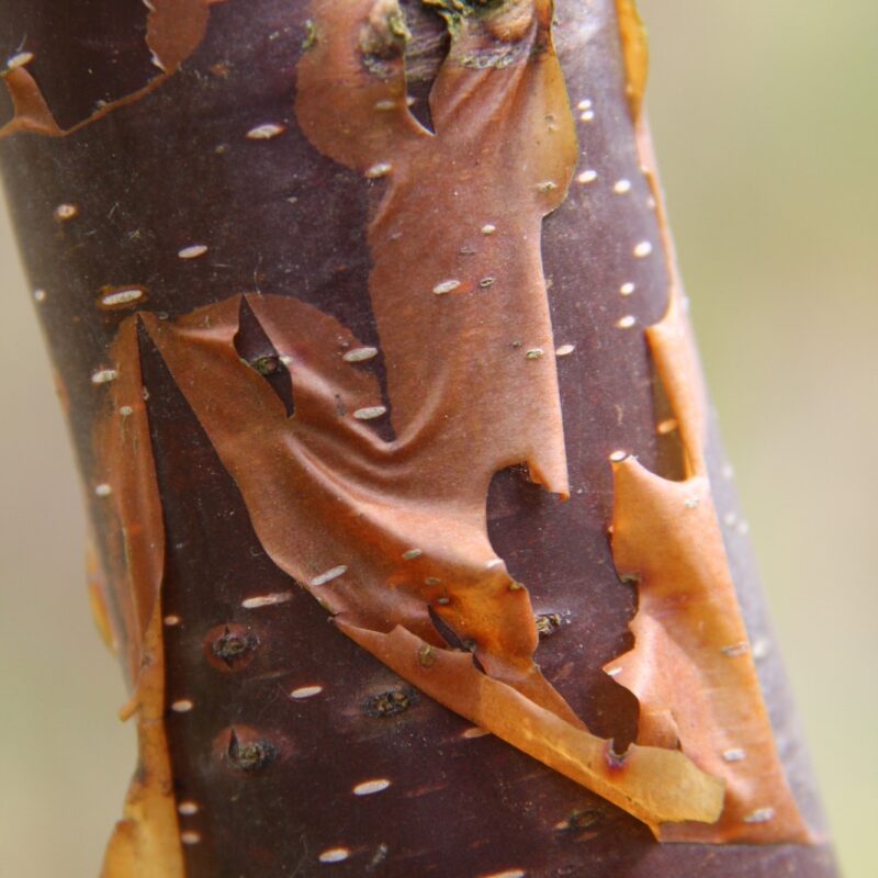 Betula utilis 'Wakehurst Place Chocolate' 2