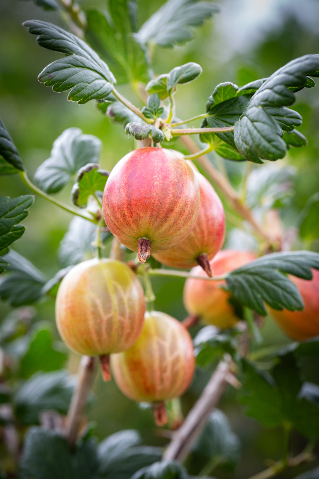 Gooseberry Hinnonmaki (Dessert) Seeds (10 seeds) (Ribes uva