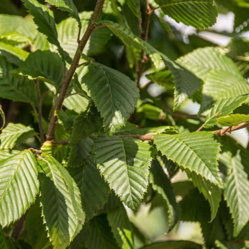 Carpinus betulus 'Lucas' 1